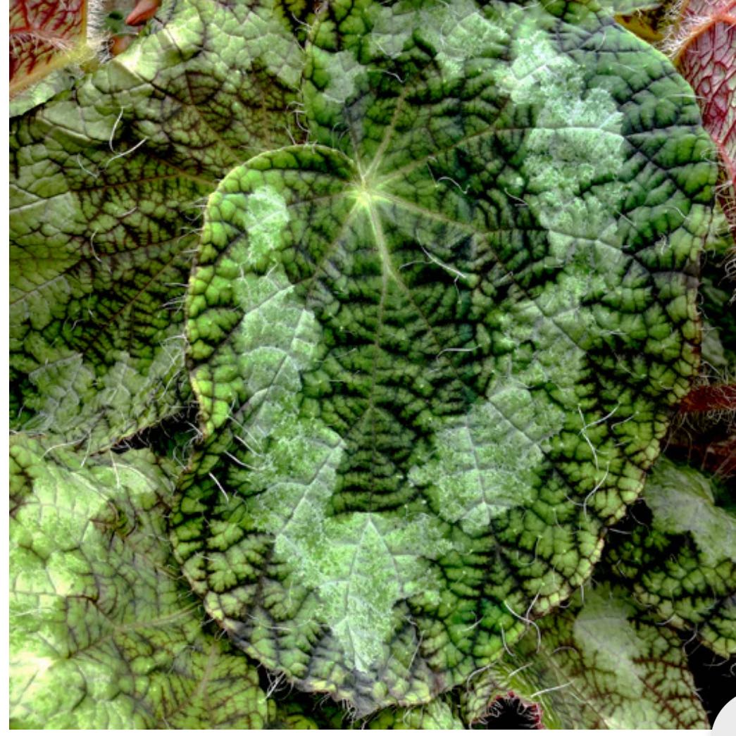 Photo of the plant species Begonia sizemoreae by @DesirousJade27 named Sizemoreae on Greg, the plant care app