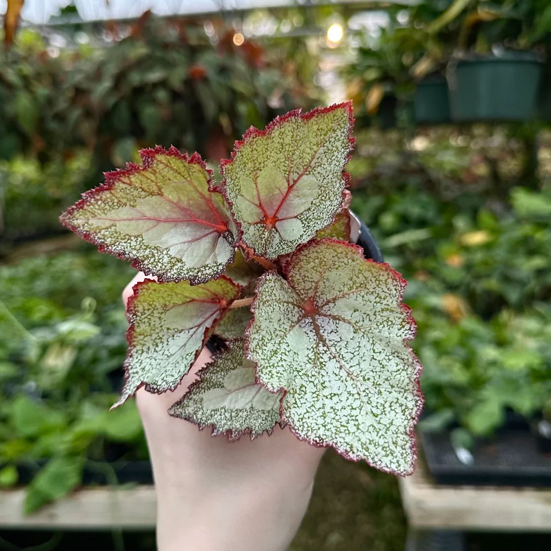 Photo of the plant species Begonia 'Steve's Leaves Mother of Pearl' by @DesirousJade27 named Beckham on Greg, the plant care app