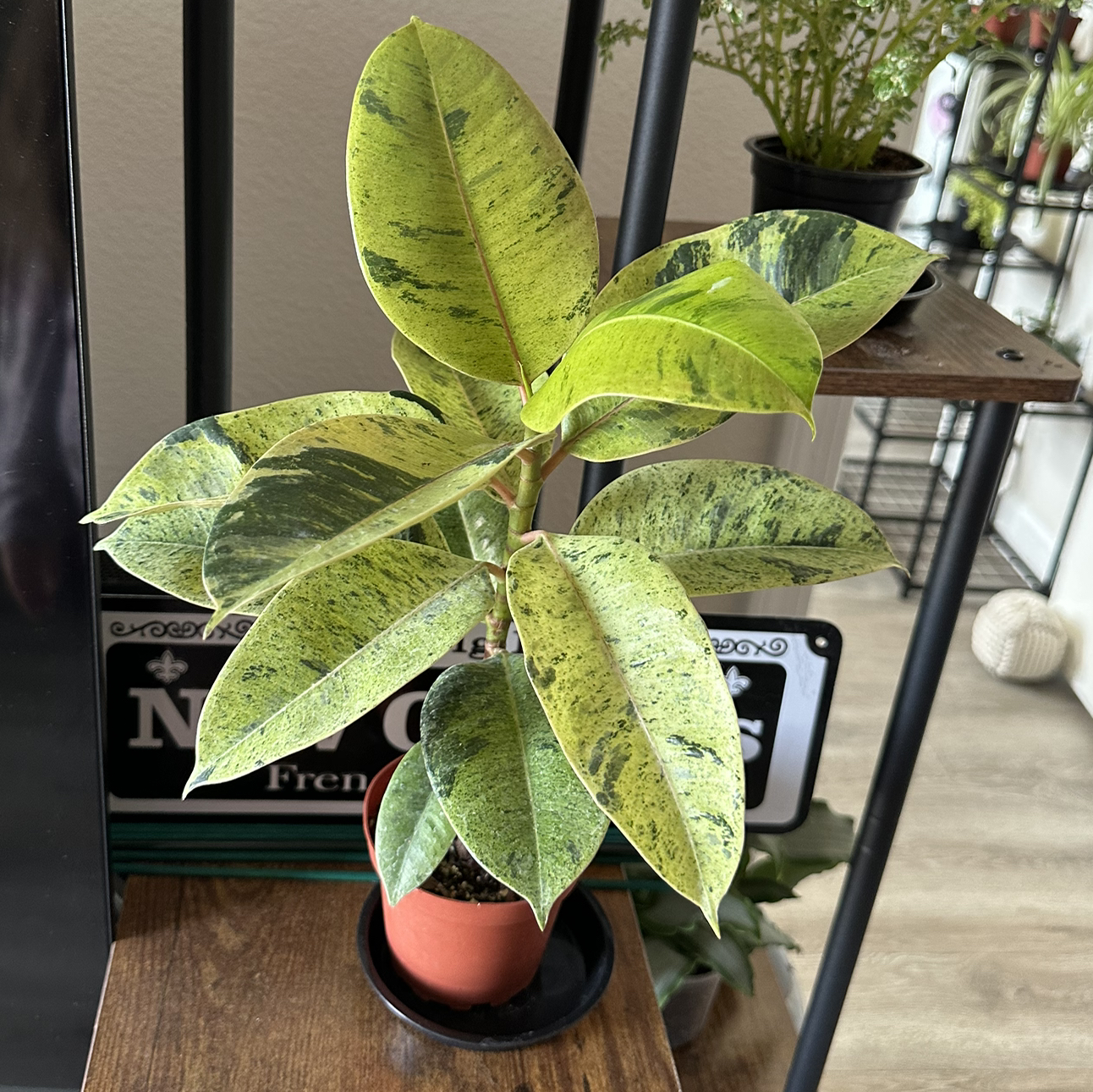 Photo of the plant species Ficus Shivereana by @DesirousJade27 named Shivereana on Greg, the plant care app