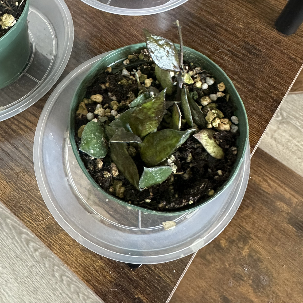Photo of the plant species Hoya krohniana black by @DesirousJade27 named Krohn Black on Greg, the plant care app