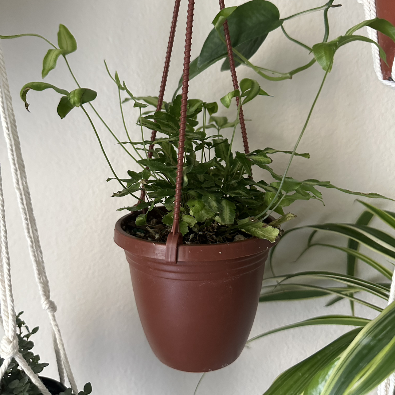 Photo of the plant species Silver Lace Fern by @DesirousJade27 named Silver Lace on Greg, the plant care app