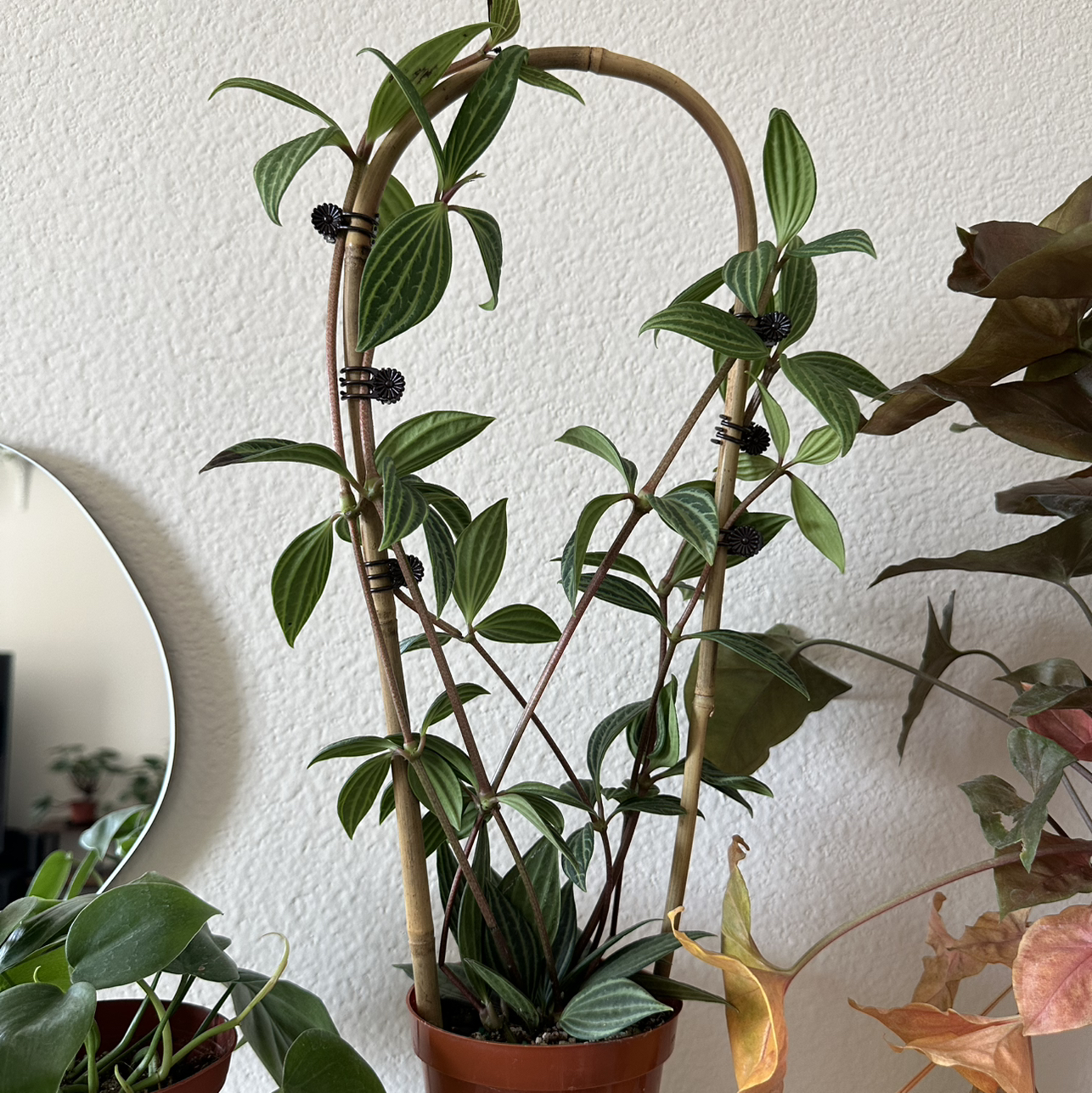 Photo of the plant species parallel peperomia by @DesirousJade27 named Puteolata on Greg, the plant care app
