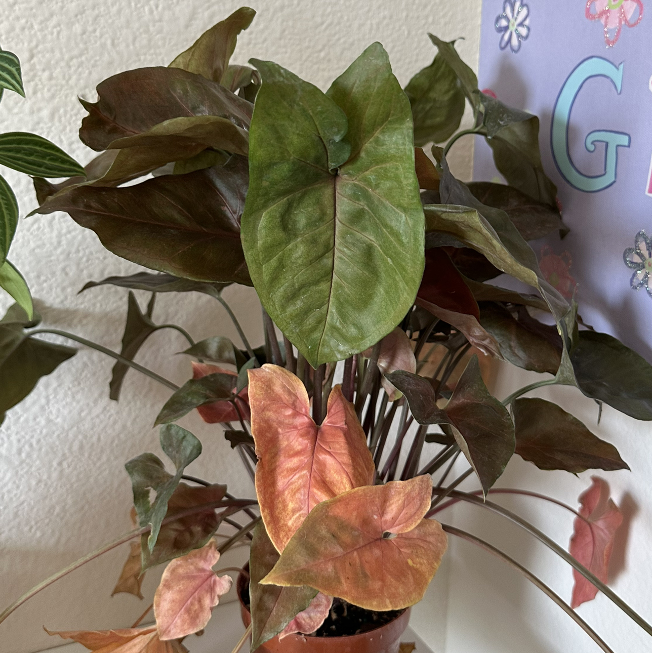Photo of the plant species Syngonium 'Merry Maria' by @DesirousJade27 named Maria on Greg, the plant care app
