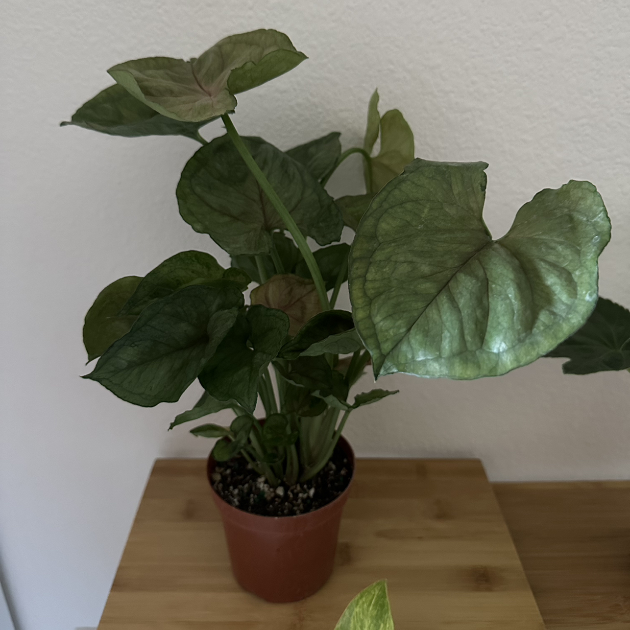 Photo of the plant species Mango Allusion Arrowhead Plant by @DesirousJade27 named Mango on Greg, the plant care app