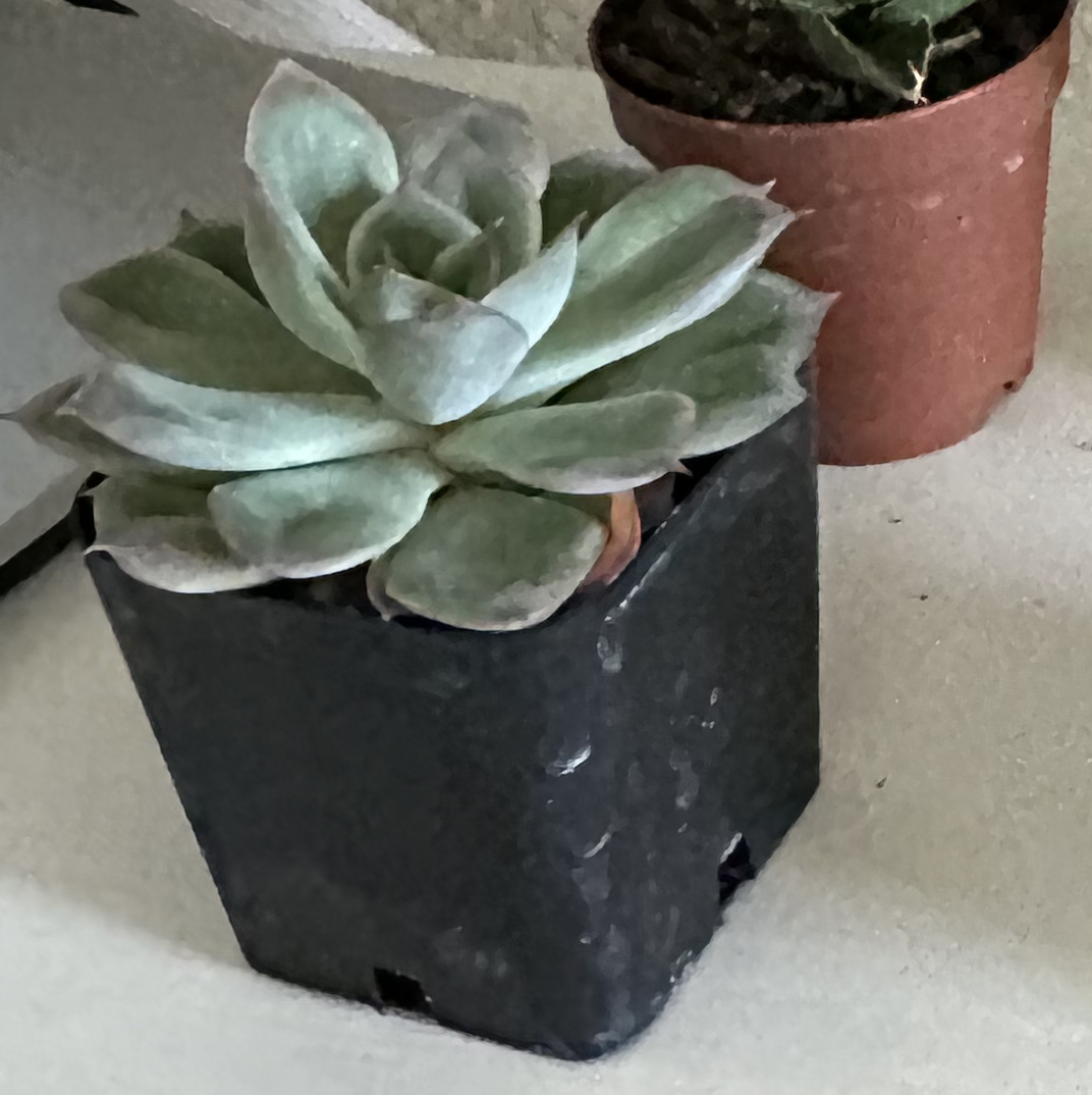 Photo of the plant species Echeveria 'Hercules' by @DesirousJade27 named Hercules on Greg, the plant care app