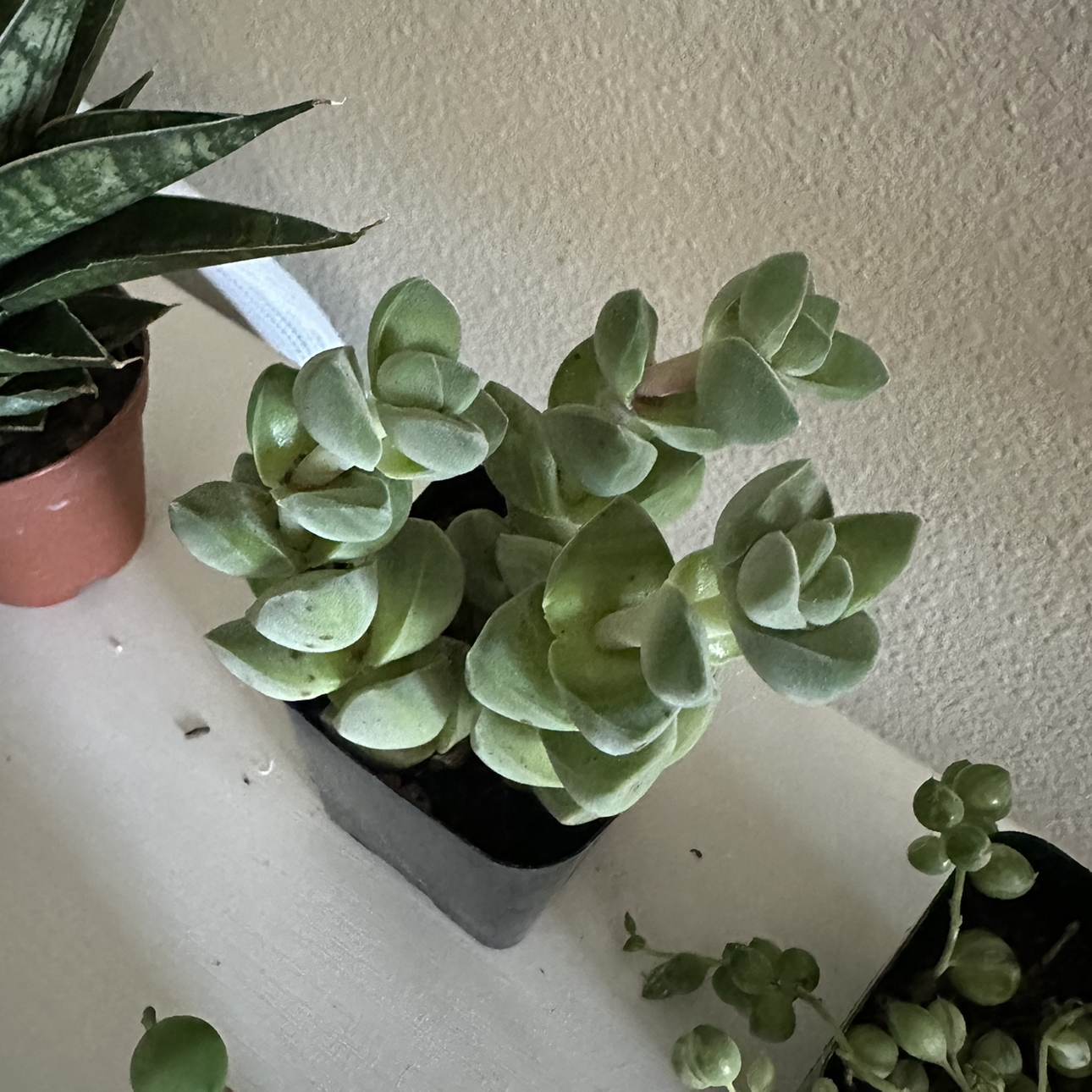 Photo of the plant species Crassula 'Moonglow' by @DesirousJade27 named Moonglow on Greg, the plant care app
