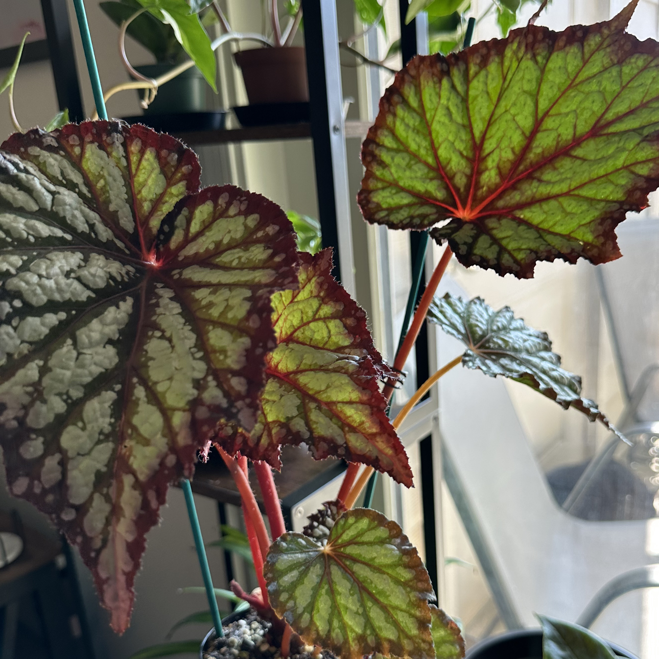 Photo of the plant species Begonia 'Summer Storm' by @DesirousJade27 named Summer on Greg, the plant care app