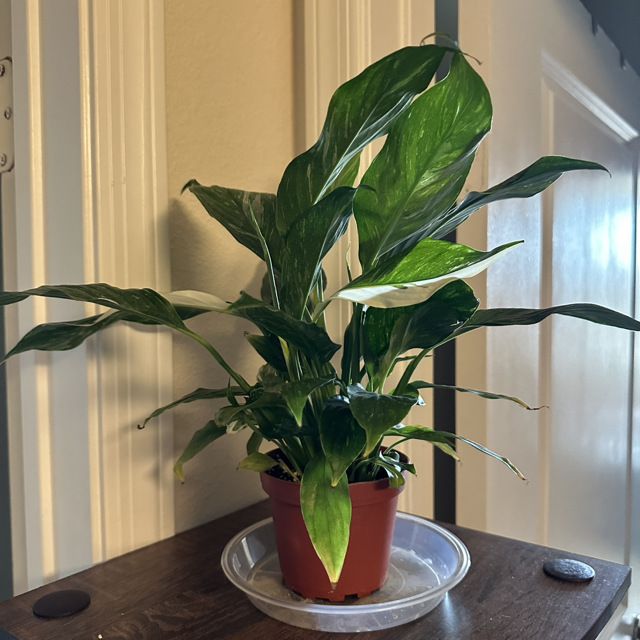 Photo of the plant species Variegated Peace Lily by @DesirousJade27 named Jet Diamond on Greg, the plant care app