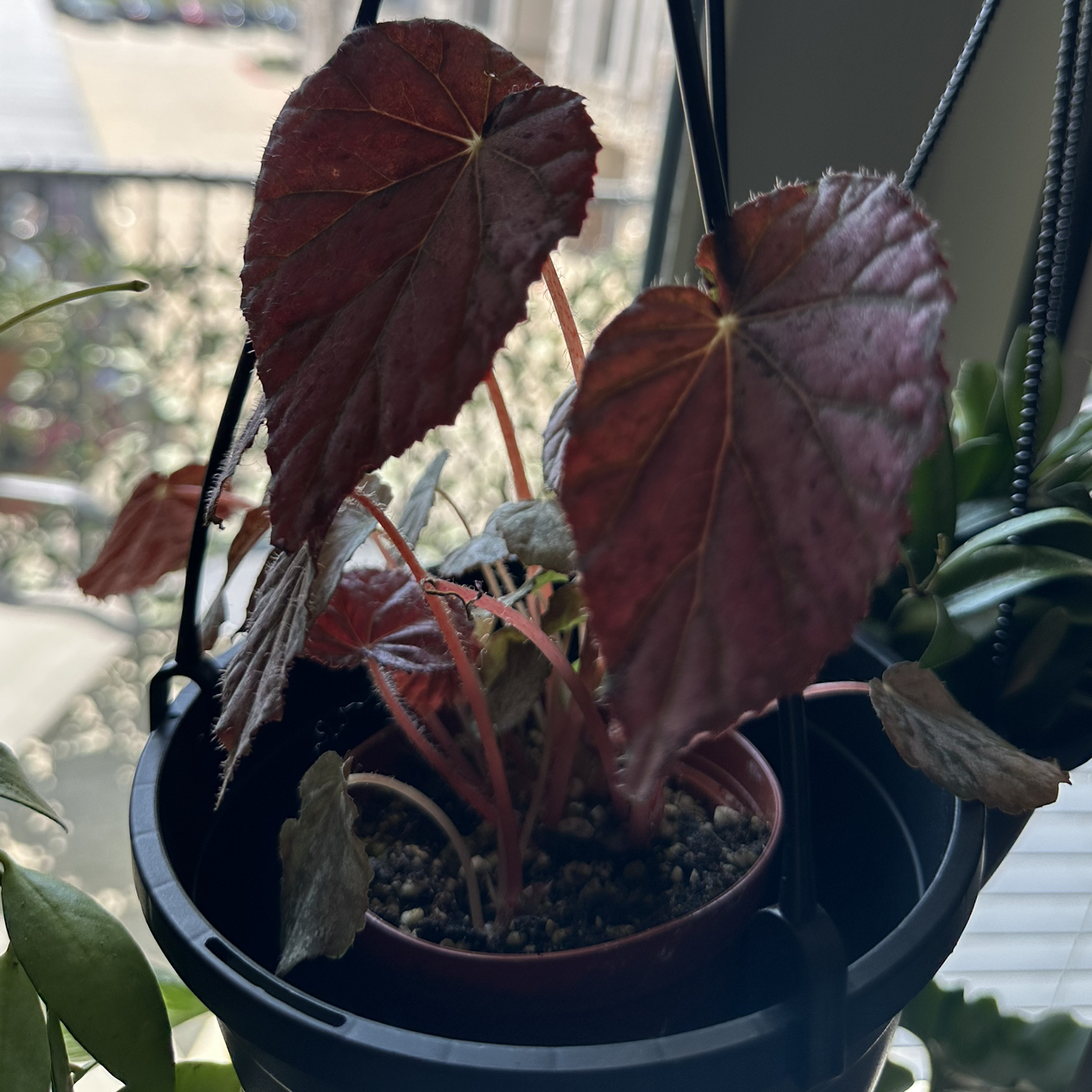 Photo of the plant species Begonia 'Passing Storm' by @DesirousJade27 named Passing Storm on Greg, the plant care app
