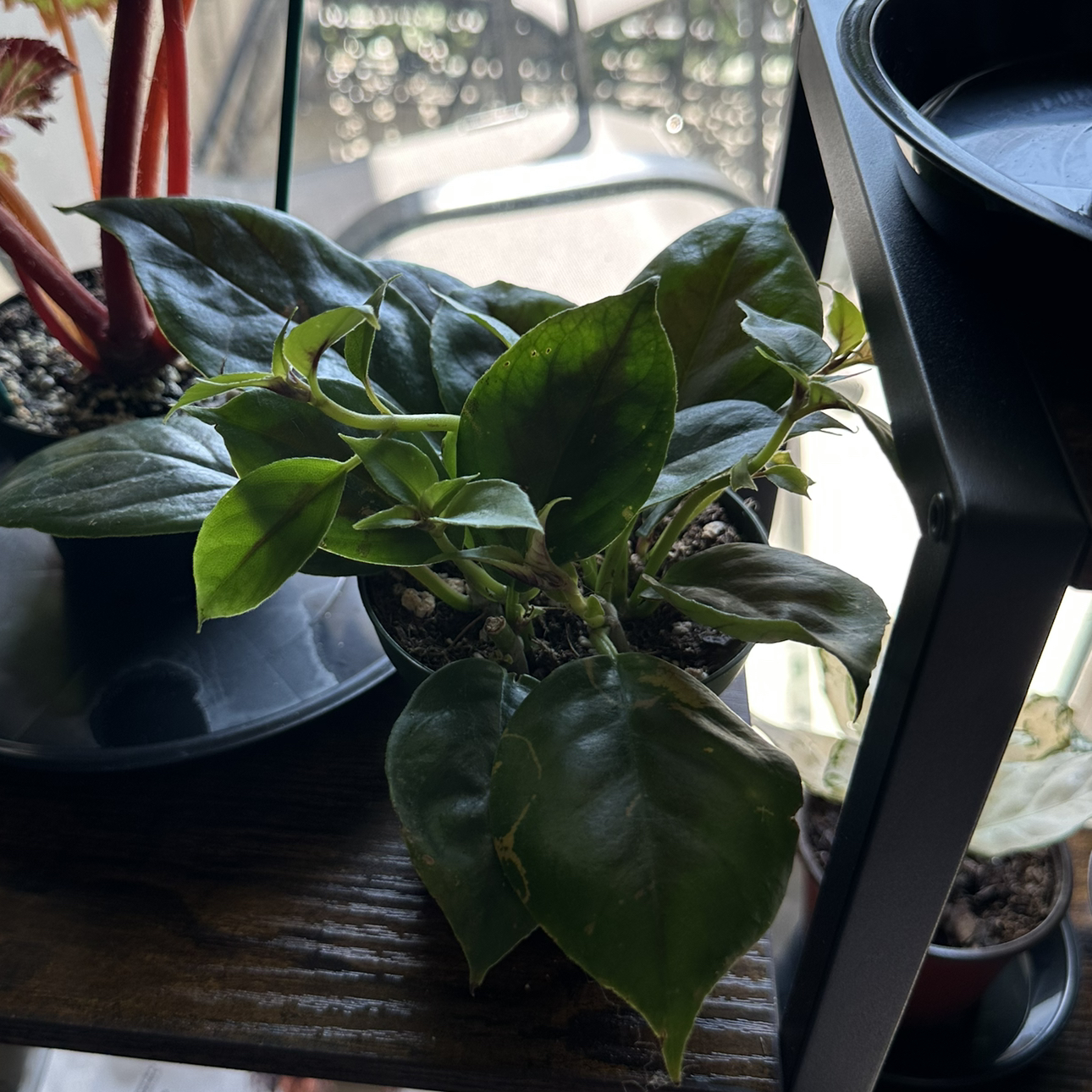 Photo of the plant species Goldfish Plant by @DesirousJade27 named Champagne Jam on Greg, the plant care app