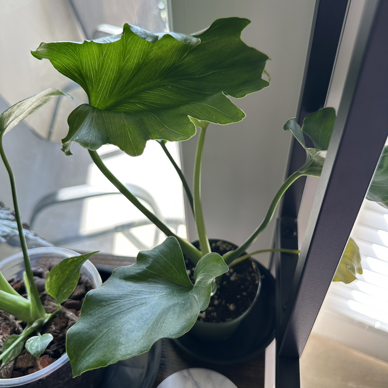 Photo of the plant species Philodendron Bipennifolium by @DesirousJade27 named Hope on Greg, the plant care app