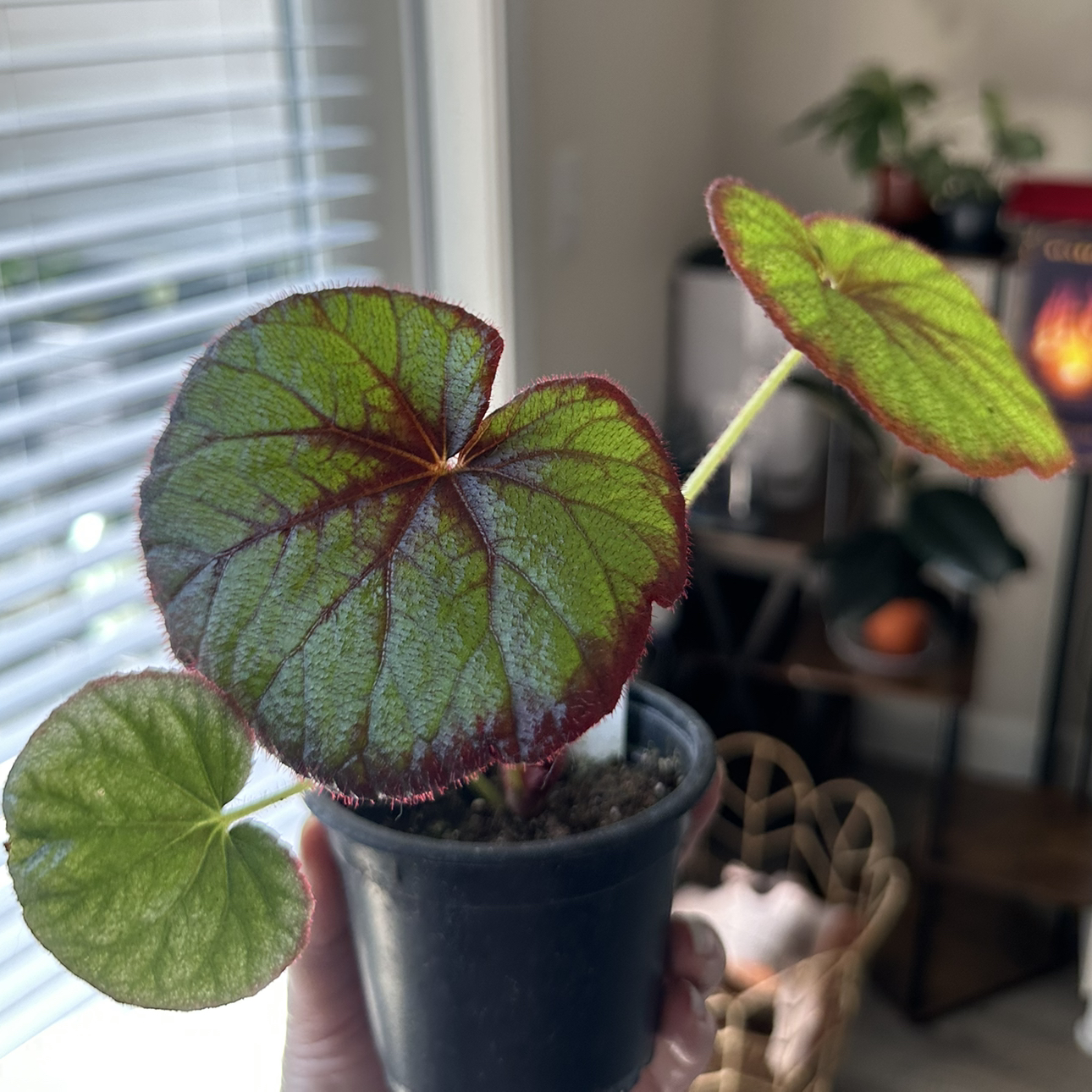 Photo of the plant species Begonia 'Curly Fireflush' by @DesirousJade27 named Fireflush on Greg, the plant care app