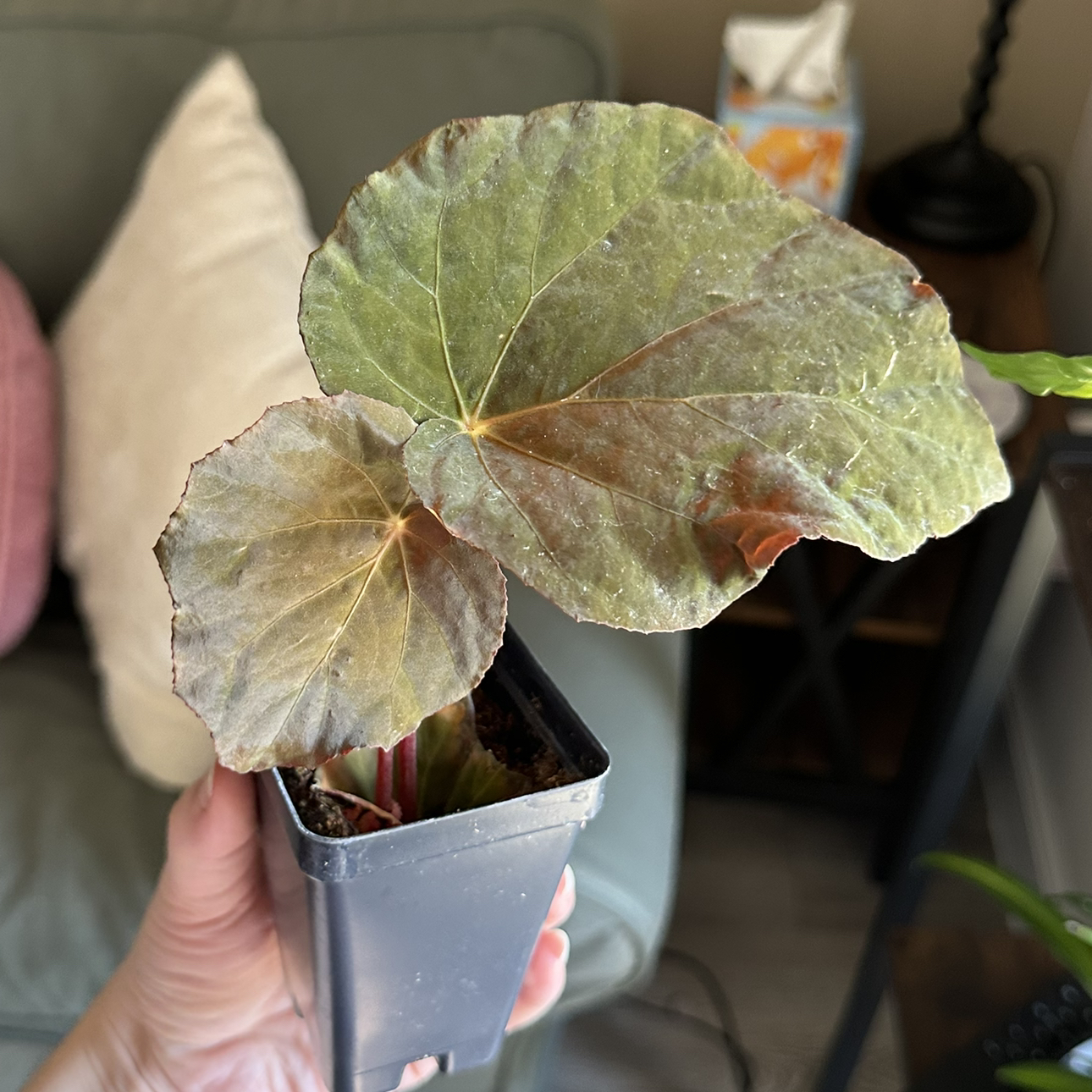 Photo of the plant species Peacock Begonia by @DesirousJade27 named Pavonina on Greg, the plant care app