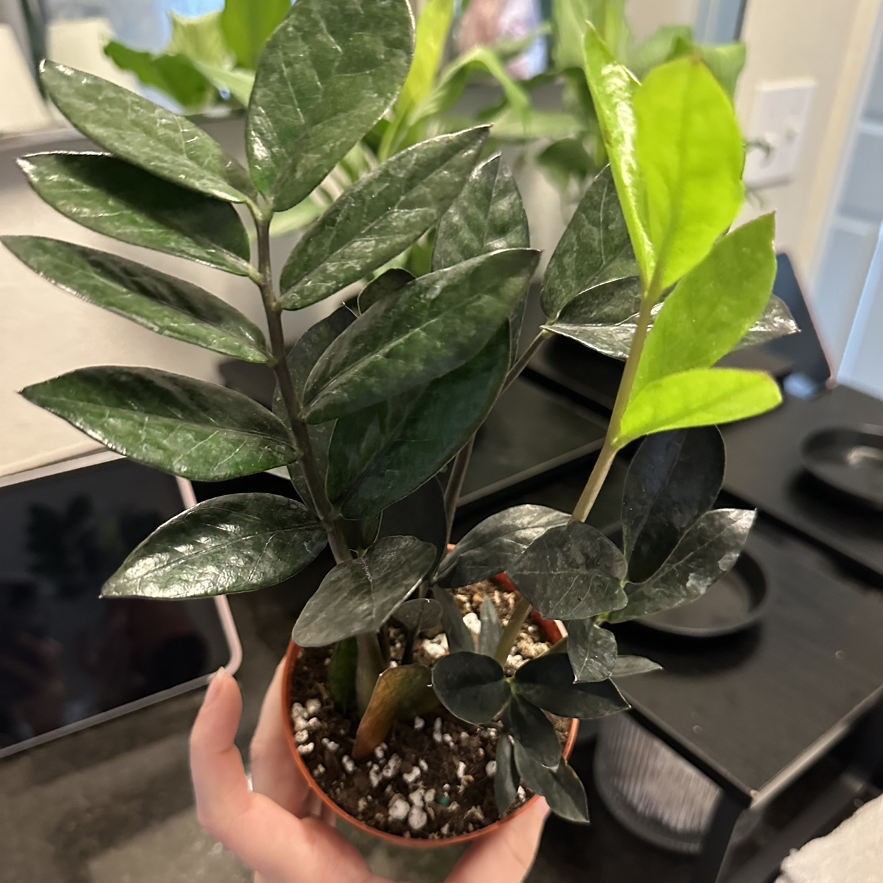 Photo of the plant species ZZ Oscura by @DesirousJade27 named Oscura on Greg, the plant care app