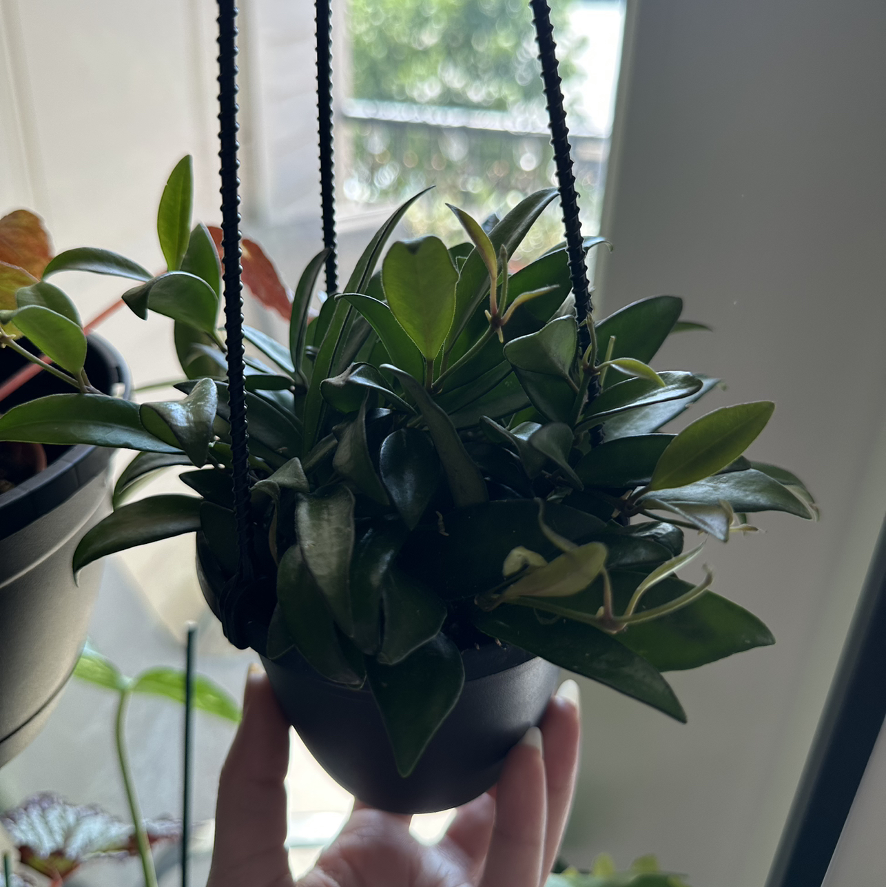 Photo of the plant species Hoya 'Rosita' by @DesirousJade27 named Rosita on Greg, the plant care app