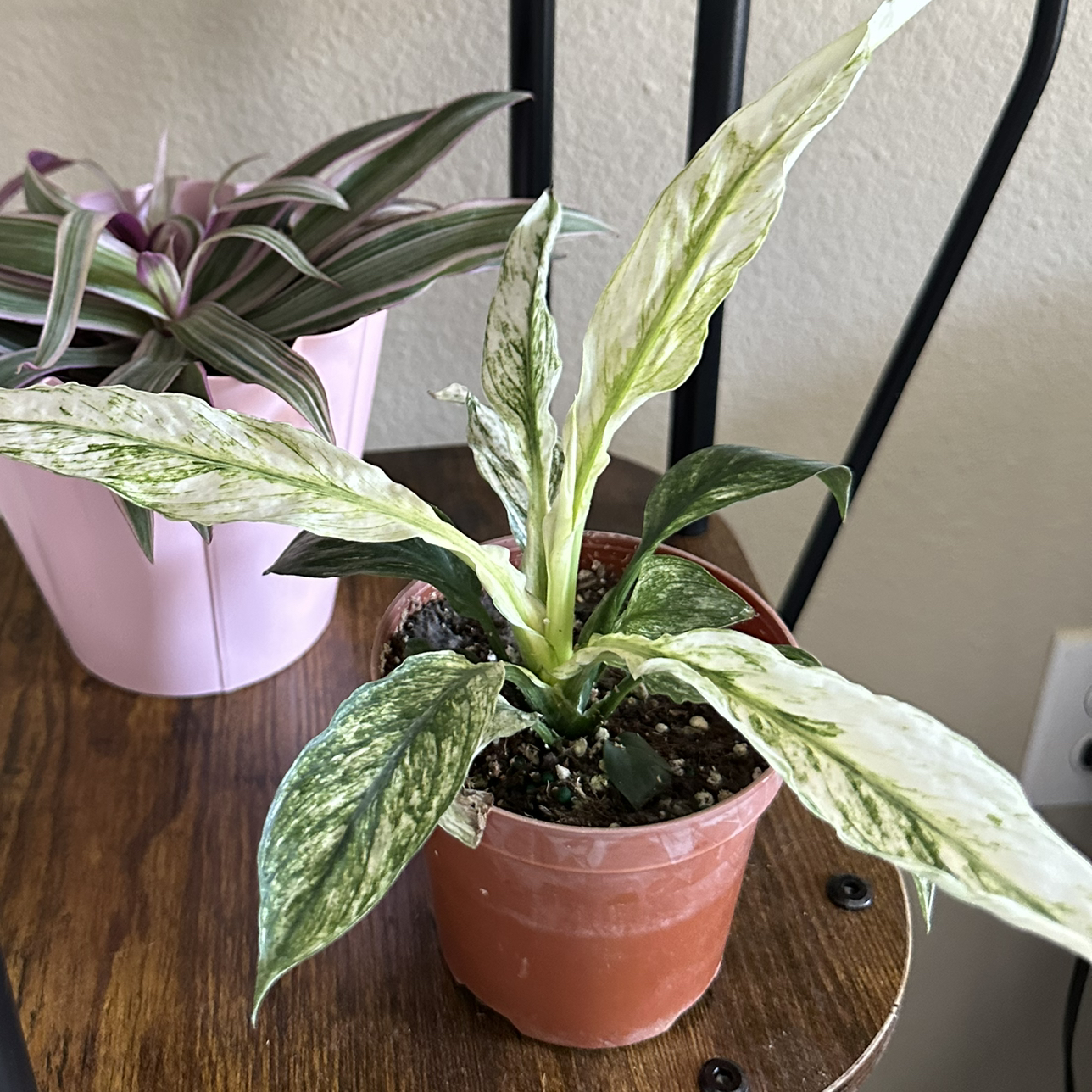 Photo of the plant species Variegated Sensation Peace Lily by @DesirousJade27 named Sensation Var on Greg, the plant care app