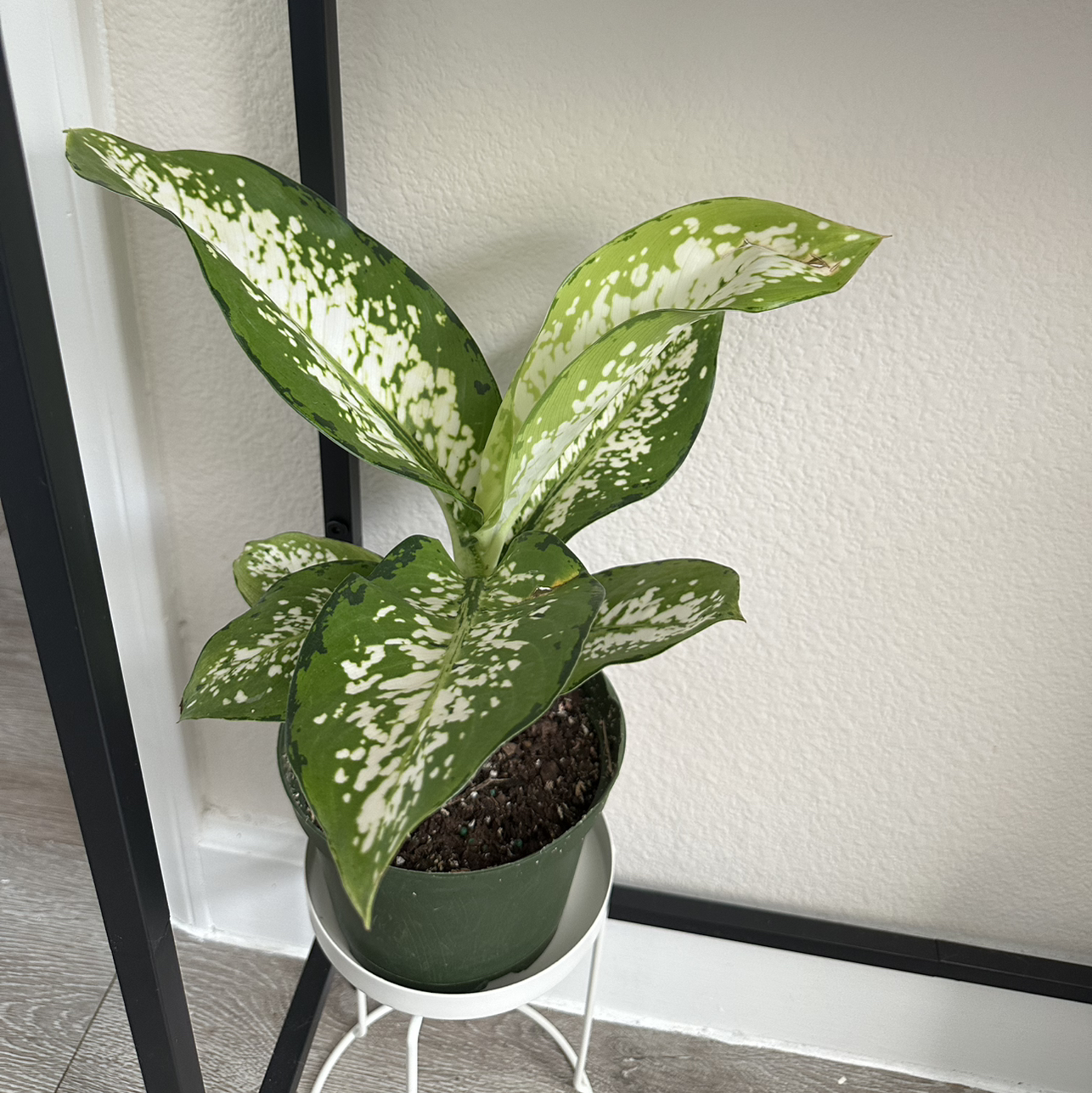 Photo of the plant species Dumbcane 'Delilah' by @DesirousJade27 named Delilah on Greg, the plant care app