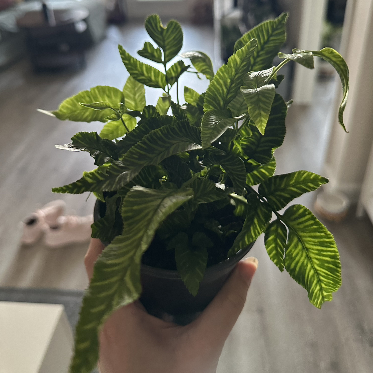 Photo of the plant species Golden Zebra Fern by @DesirousJade27 named Golden Zebra on Greg, the plant care app