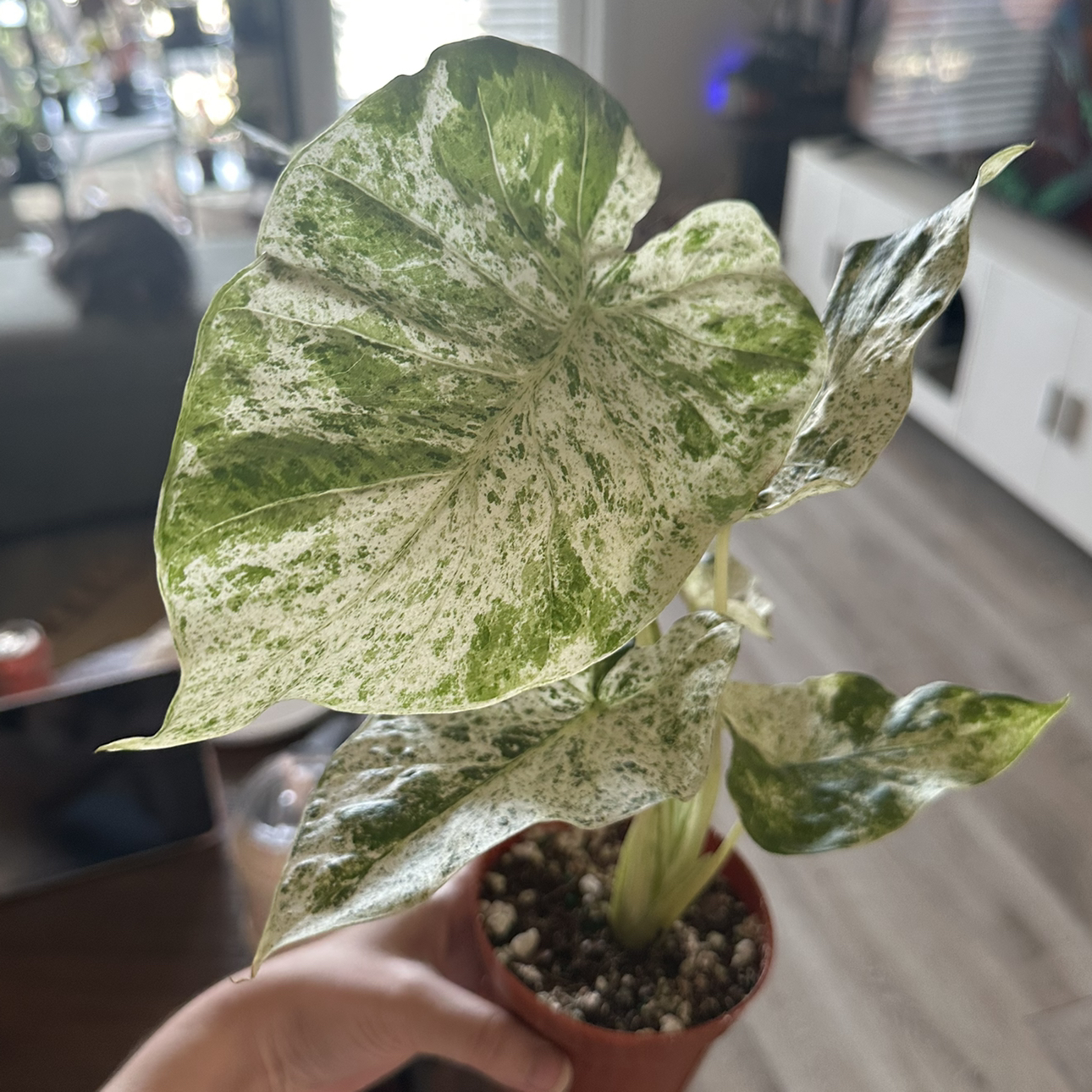 Photo of the plant species alocasia odora by @DesirousJade27 named Odora Batik on Greg, the plant care app