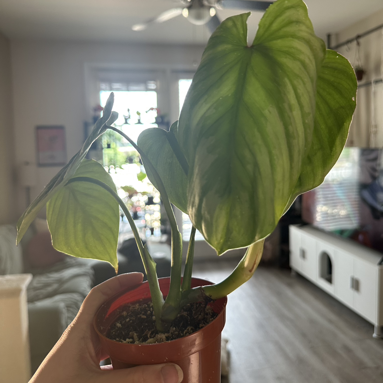 Photo of the plant species Philodendron 'Mamei Silver' by @DesirousJade27 named Mamei Silver on Greg, the plant care app
