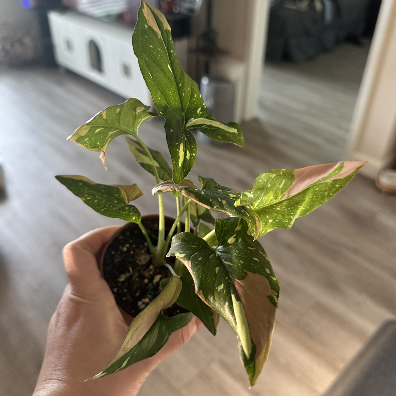 Photo of the plant species Syngonium by @DesirousJade27 named Tricolor on Greg, the plant care app