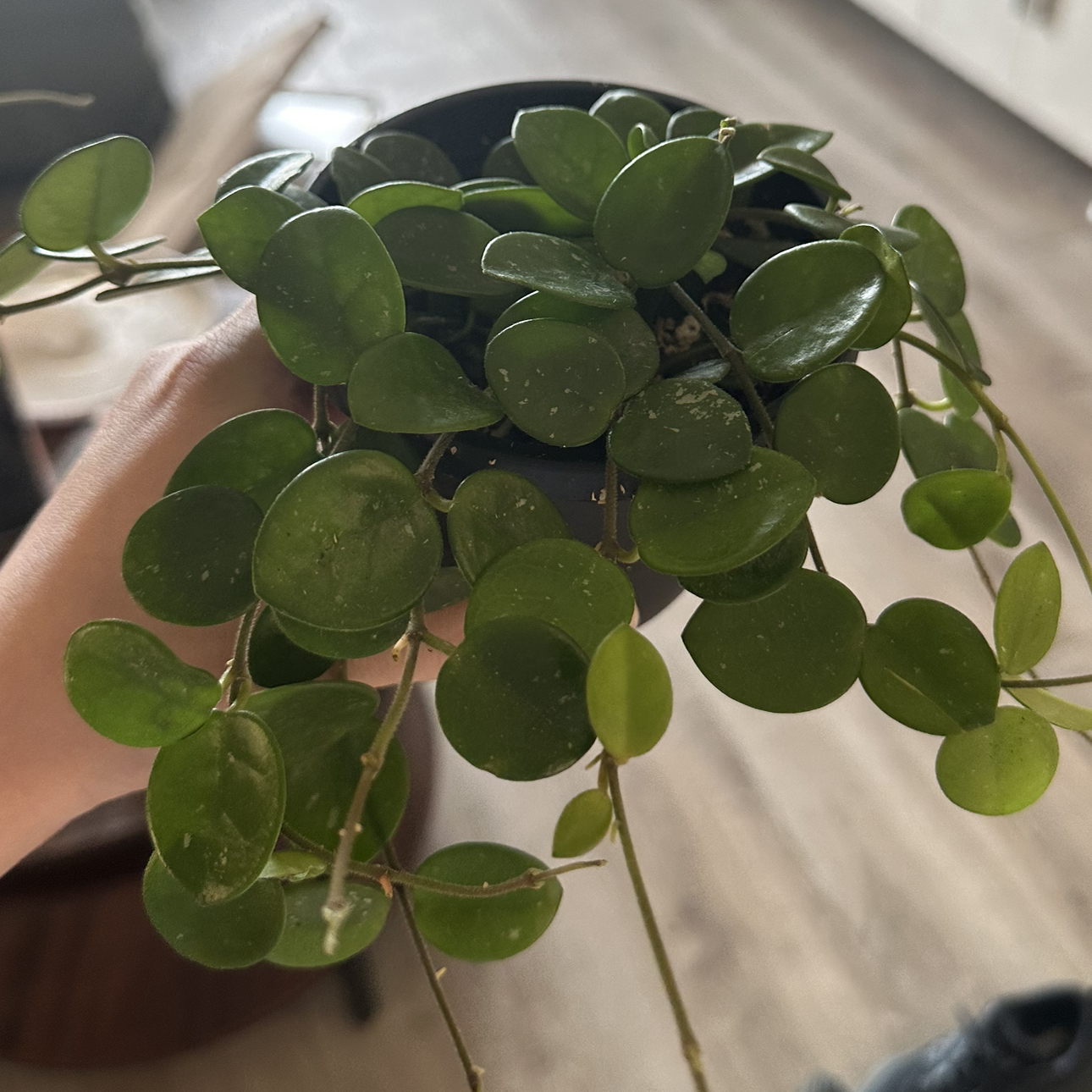 Photo of the plant species Hoya 'Mathilde' by @DesirousJade27 named Mathilde on Greg, the plant care app