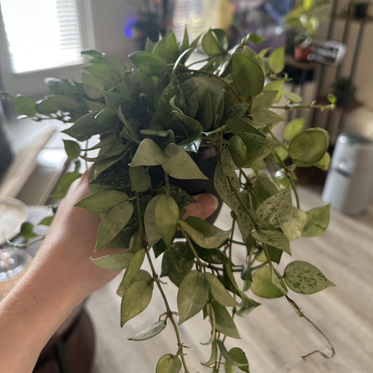 Photo of the plant species Hoya 'Krohniana Silver' by @DesirousJade27 named Silver on Greg, the plant care app