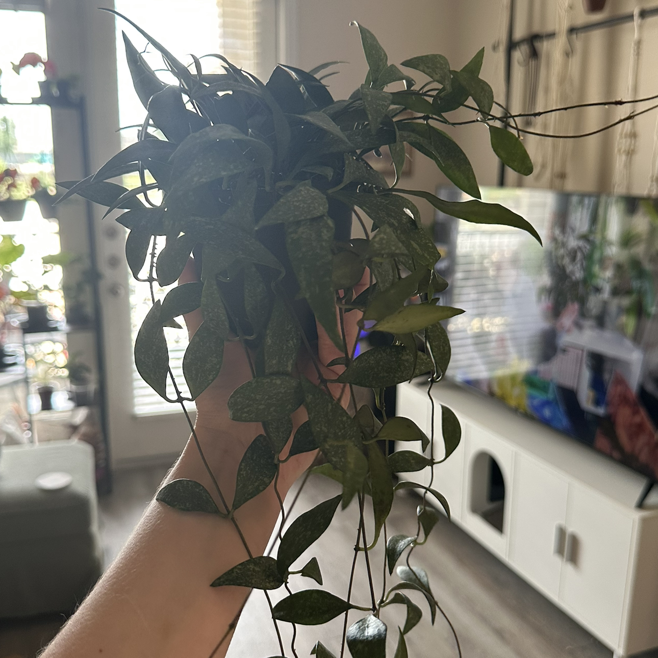 Photo of the plant species Hoya parviflora by @DesirousJade27 named Parviflora on Greg, the plant care app