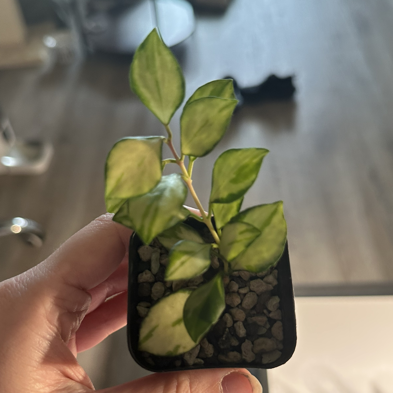 Photo of the plant species Hoya heuschkeliana variegata by @DesirousJade27 named Heuschkeliana Varie on Greg, the plant care app