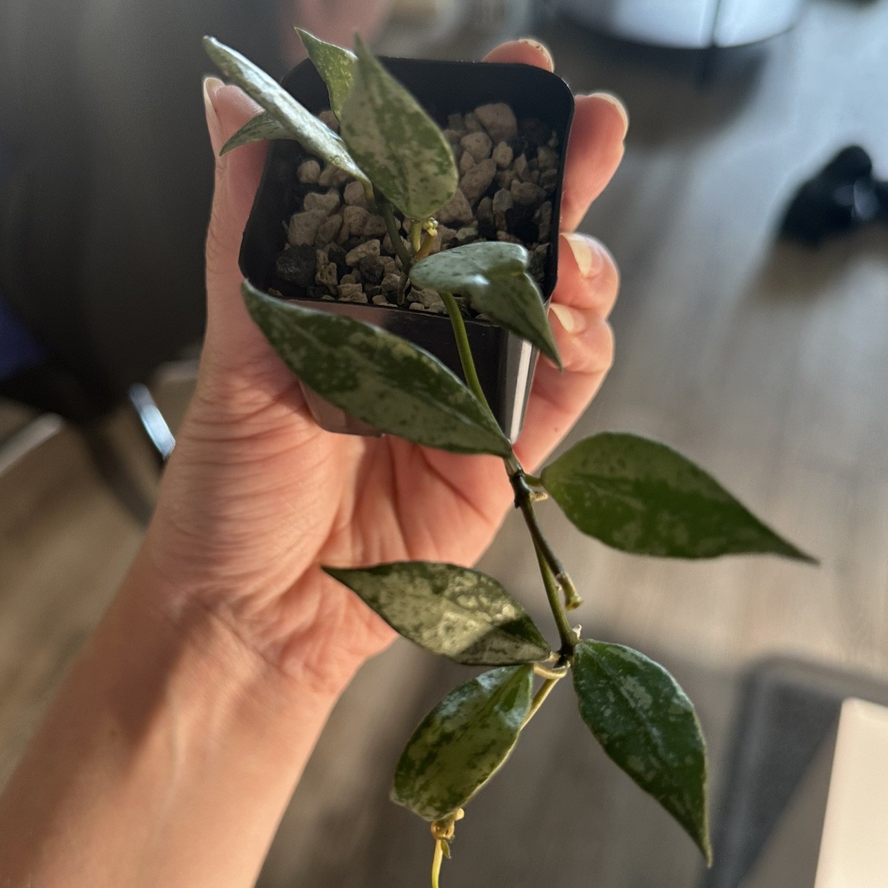 Photo of the plant species Hoya lacunosa Silver 'Long Leaf' by @DesirousJade27 named Lacunosa Silver Lime on Greg, the plant care app