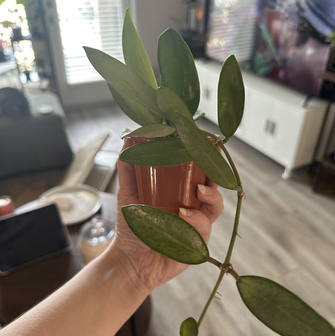 Photo of the plant species Hoya Silver Dollar by @DesirousJade27 named Silver Lady on Greg, the plant care app