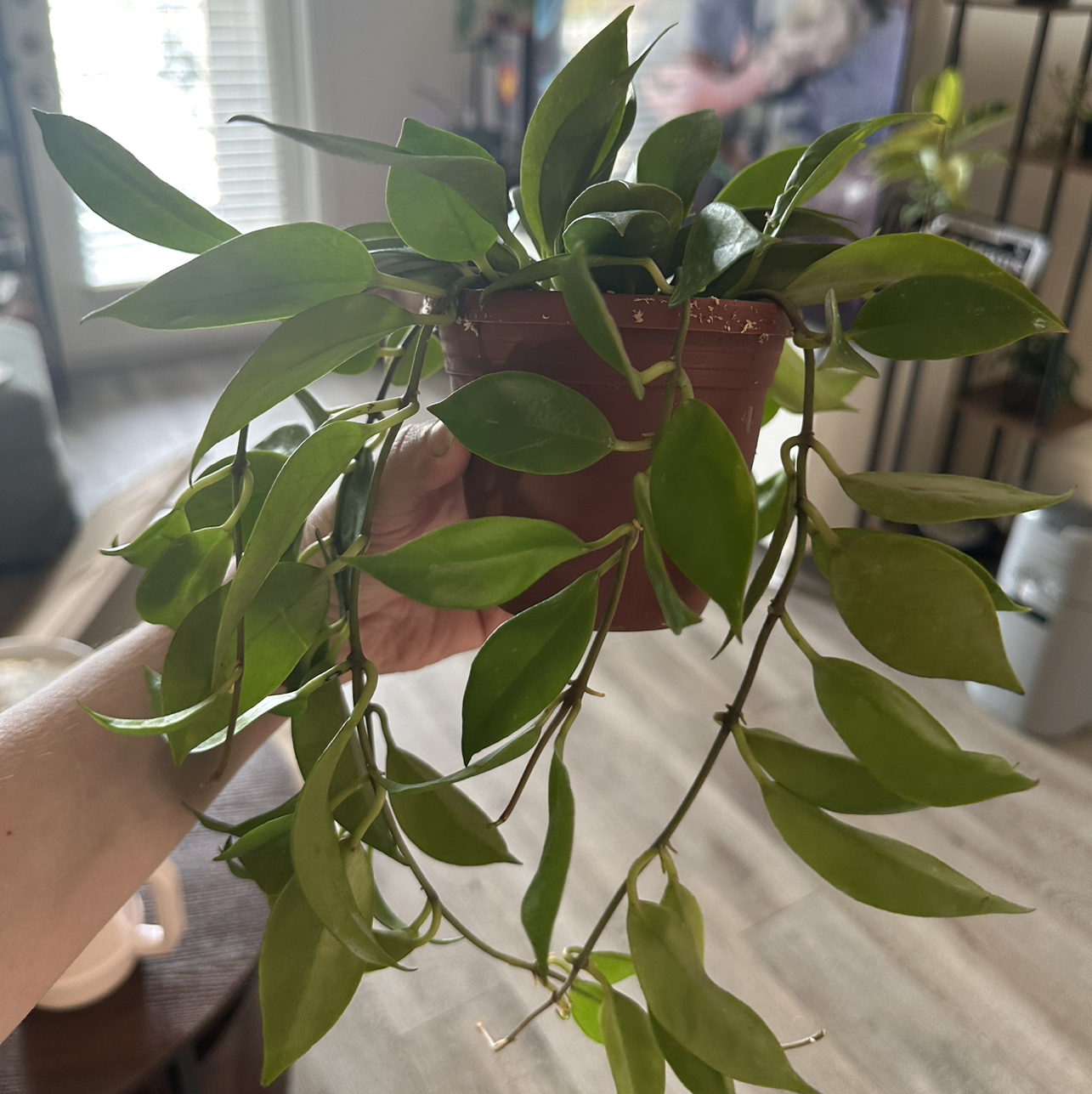 Photo of the plant species Hoya 'Sunrise' by @DesirousJade27 named Sunrise on Greg, the plant care app