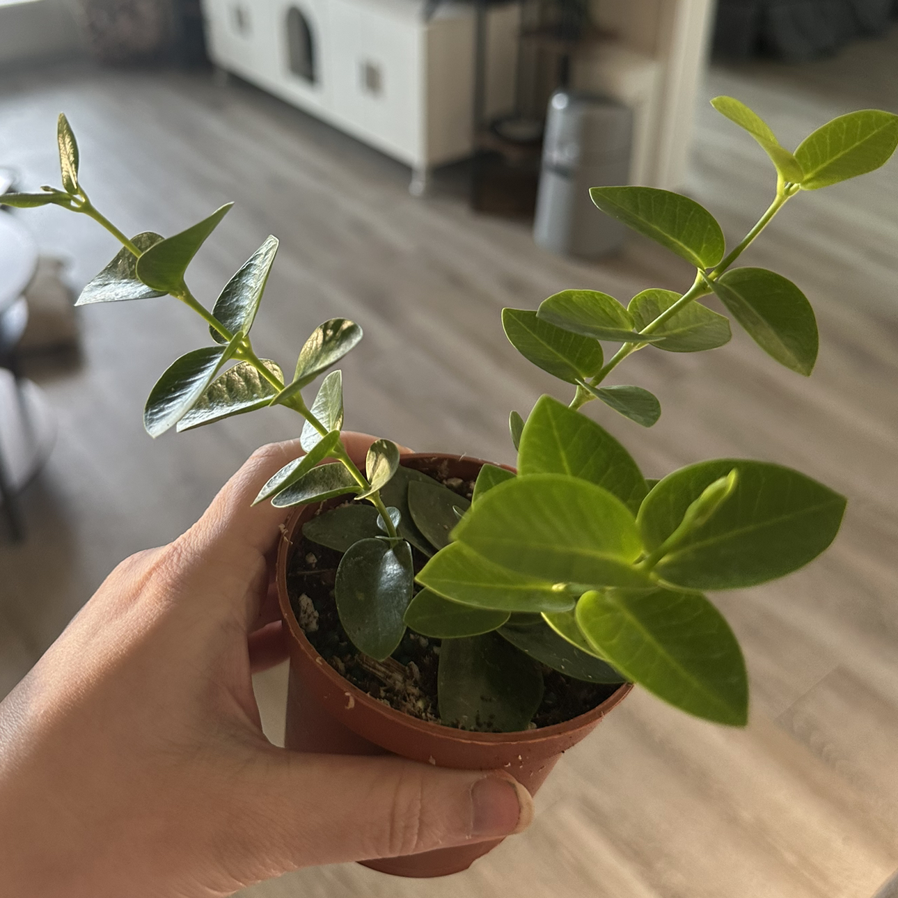 Photo of the plant species Bush Hoya by @DesirousJade27 named Cummingiana on Greg, the plant care app
