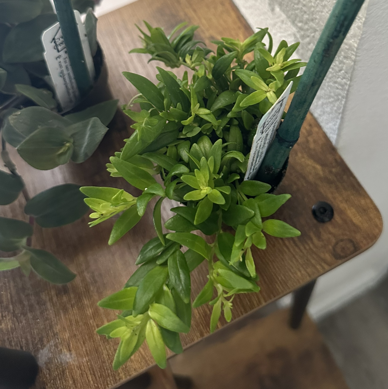 Photo of the plant species Lipstick plant 'Japhrolepsis' by @DesirousJade27 named Japhrolepsis on Greg, the plant care app