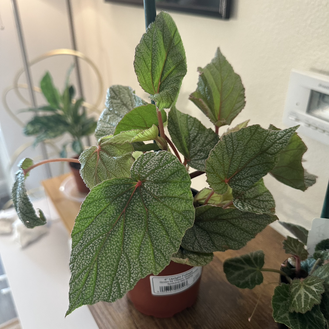 Photo of the plant species Begonia 'Sinbad' by @DesirousJade27 named Sinbad on Greg, the plant care app