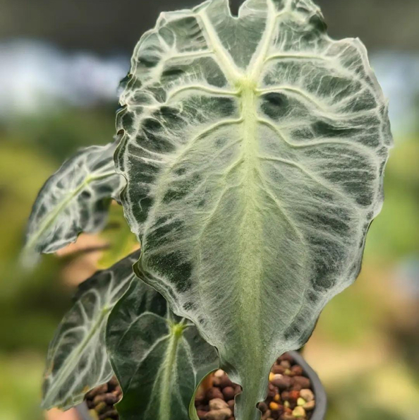 Photo of the plant species Alocasia 'Venom' by @DesirousJade27 named Venom on Greg, the plant care app