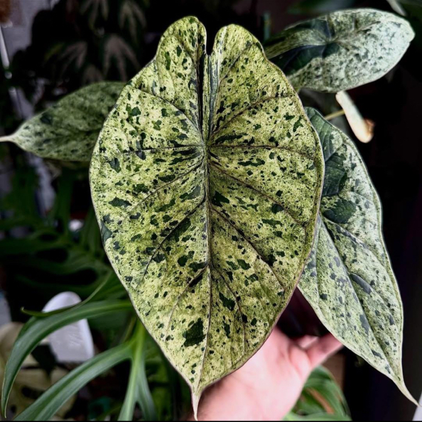 Photo of the plant species Alocasia Dragon Scale Mint by @DesirousJade27 named Dragon Scale Mint on Greg, the plant care app