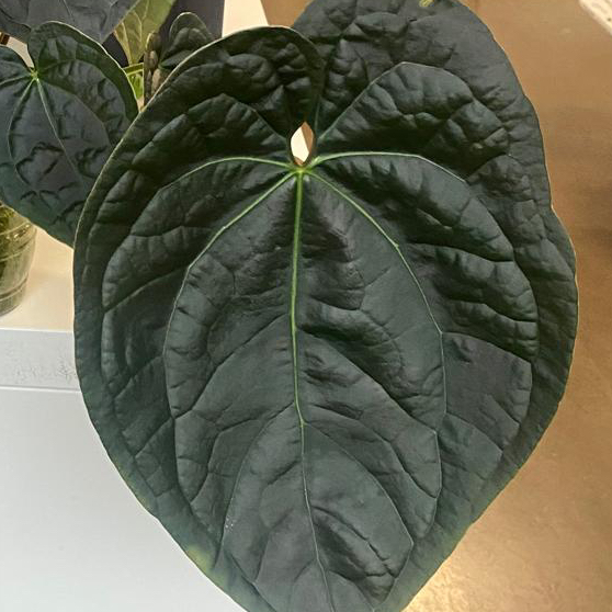 Photo of the plant species Anthurium Luxurians by @DesirousJade27 named Lux X Forgetii on Greg, the plant care app