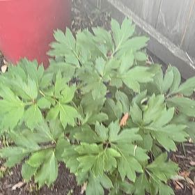 Photo of the plant species Common Peony by @DeanCacto91 named Rainier on Greg, the plant care app