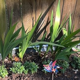 Photo of the plant species Gladiolus by @DeanCacto91 named Athena on Greg, the plant care app