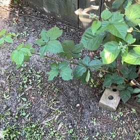 Photo of the plant species Armenian Blackberry by @DeanCacto91 named Sanders on Greg, the plant care app
