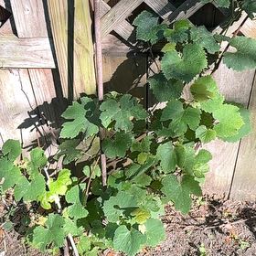 Photo of the plant species Wine Grape by @DeanCacto91 named Austen on Greg, the plant care app