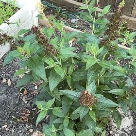 Photo of the plant species Orange Eye Butterflybush by @DeanCacto91 named Gates on Greg, the plant care app