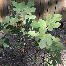 Photo of the plant species Brown Turkey Fig by @DeanCacto91 named Sol on Greg, the plant care app