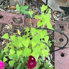 Photo of the plant species Common Morning Glory by @DeanCacto91 named Gaga on Greg, the plant care app