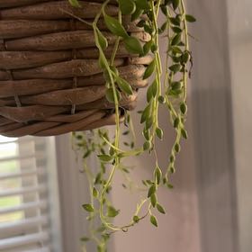 Photo of the plant species String of Tears by @DeanCacto91 named Osmo on Greg, the plant care app