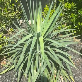 Photo of the plant species Spanish Dagger by @MovingOmnom10 named Marley on Greg, the plant care app