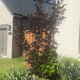 Photo of the plant species Cherry Plum by @MovingOmnom10 named Daphne on Greg, the plant care app
