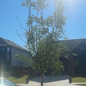Photo of the plant species Benzoil Tree by @MovingOmnom10 named Remington on Greg, the plant care app