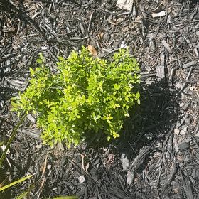 Photo of the plant species Cancer Weed by @MovingOmnom10 named Sanders on Greg, the plant care app